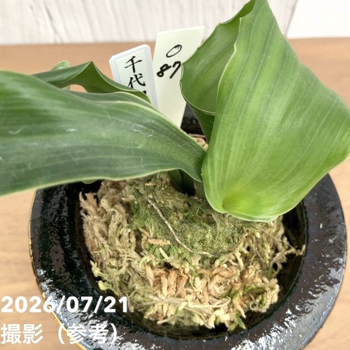 現品お届け】豊明園 万年青 オモト 千代田獅子（ちよだじし） 錦鉢