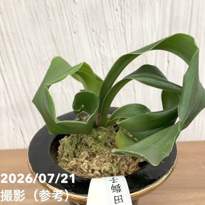 現品お届け】豊明園 万年青 オモト 千代田獅子（ちよだじし） 錦鉢