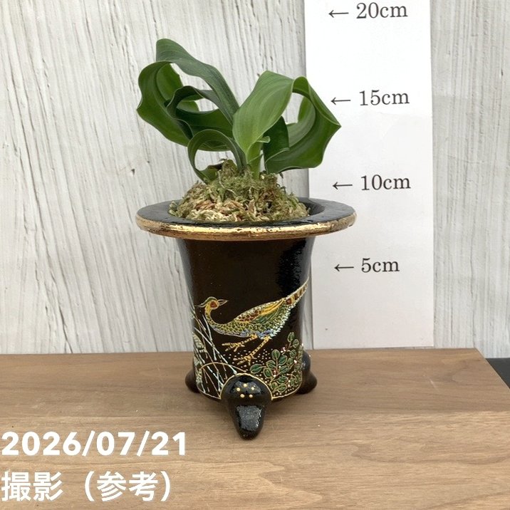 現品お届け】豊明園 万年青 オモト 千代田獅子（ちよだじし） 錦鉢