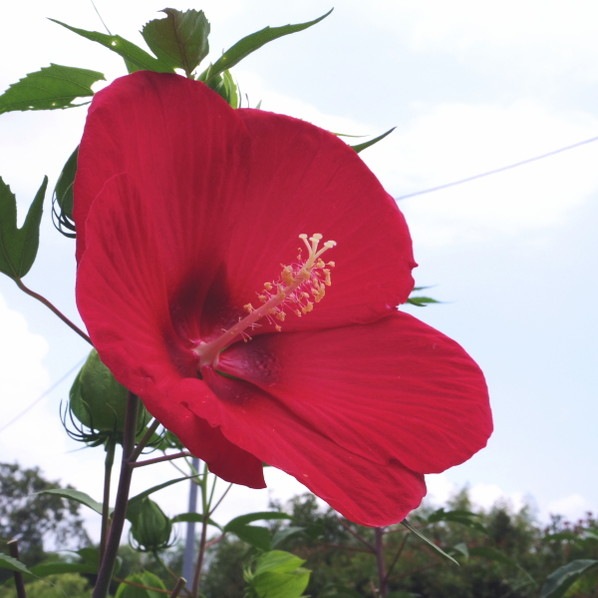 タイタンビカス 3.5号 フレア (トールタイプ)|草花01-D1