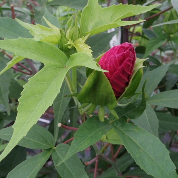 タイタンビカス 3.5号 フレア (トールタイプ)|草花01-D1