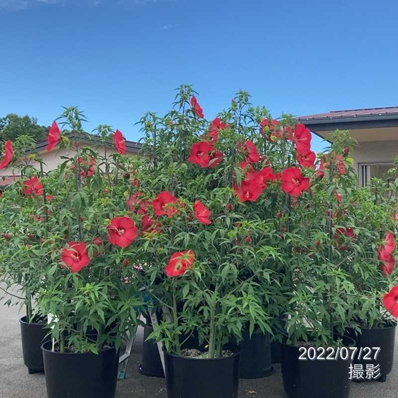 タイタンビカス 3.5号 フレア (トールタイプ)|草花01-D1