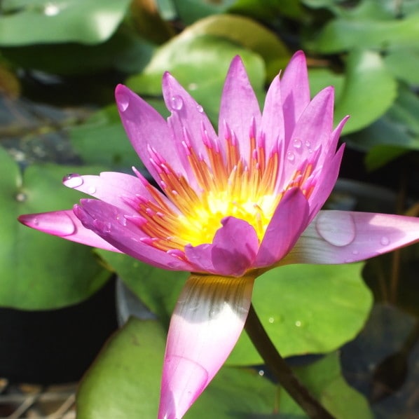 スイレン　ジョンコロニー　球根　睡蓮苗　熱帯スイレン　ビオトープ　鉢花 スイレン ジョンコロニー 球根 睡蓮苗 熱帯スイレン ビオトープ