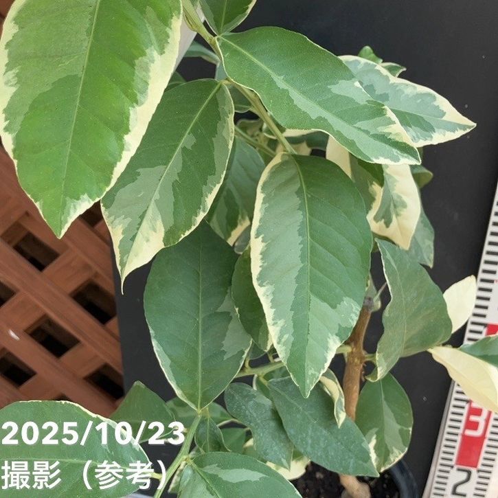 斑入りレモン ピンクレモネード 5号ロングポット 2年生苗｜柑橘