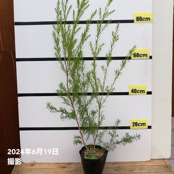 メラレウカ レボリューション グリーン 5号 ※お届けに10日程度かかる