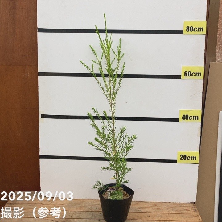 メラレウカ レボリューション グリーン 5号 ※お届けに10日程度かかる