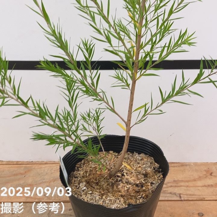 メラレウカ レボリューション グリーン 5号 ※お届けに10日程度かかる