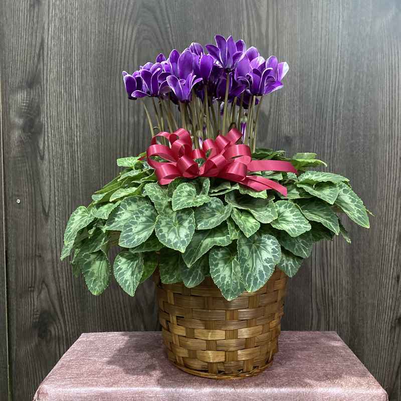 希少なブルーシクラメン 胡蝶（こちょう）5号｜鉢花04-PA | ギフト,鉢