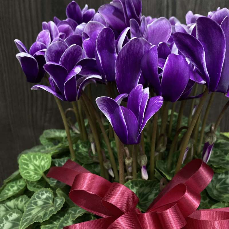 胡蝶 シクラメン 6号 紫と白のストライプ 希少なブルーシクラメン 胡蝶