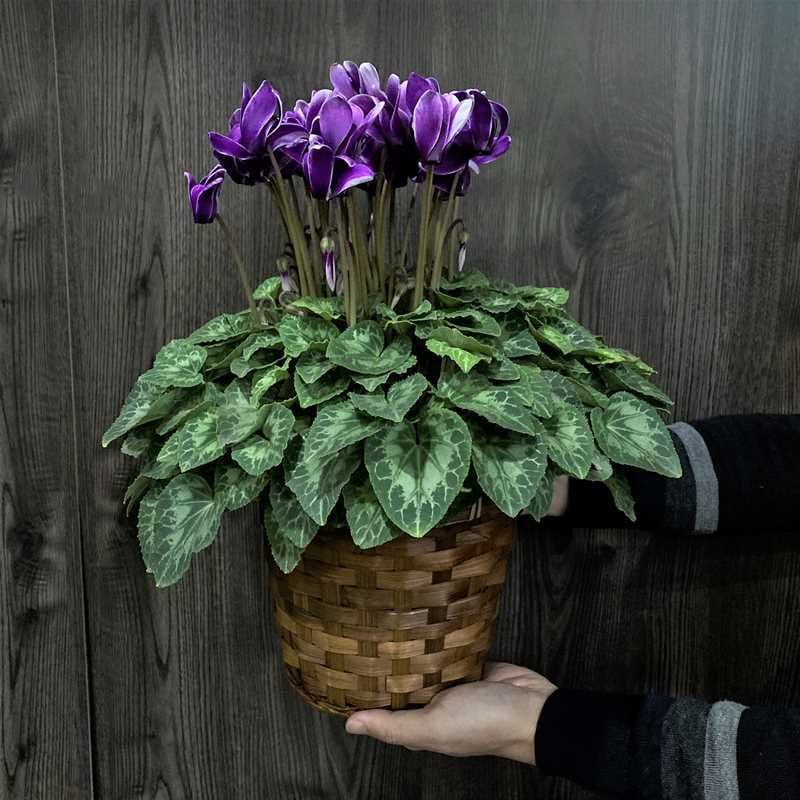 希少なブルーシクラメン 胡蝶（こちょう）5号｜鉢花04-PA | ギフト,鉢