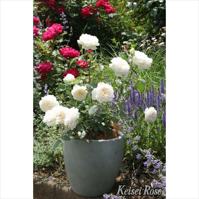 バラ大苗 ボレロ 6号 京成バラ園芸｜花木04-PA | 花木・庭木,バラ