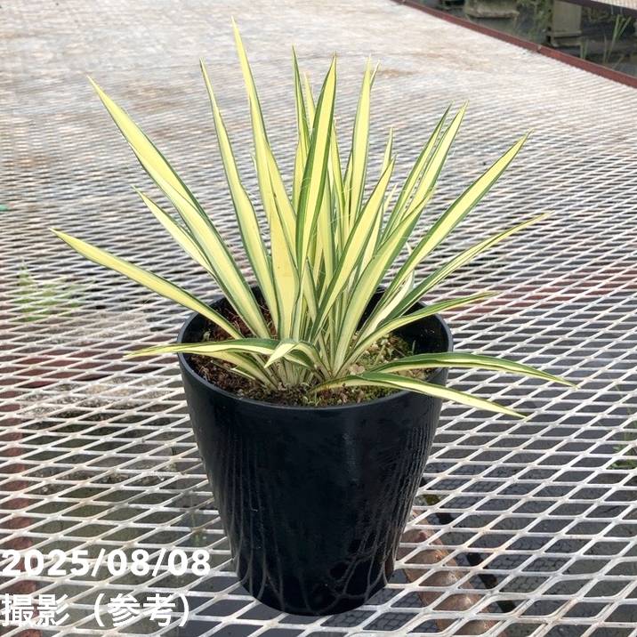 ユッカ　フィラメントーサ斑入り ユッカ フィラメントーサ斑入り