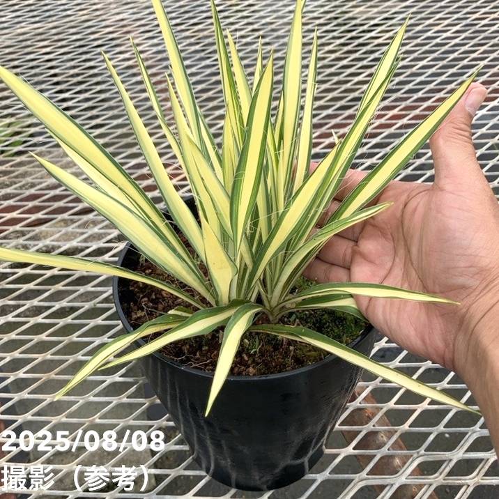 ユッカ【6株】 フィラメントーサカラーガード ユッカ 6号 フィラメントーサ カラーガード（Yucca flamentosa