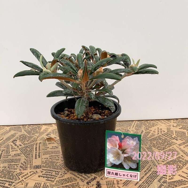 日本シャクナゲ 5号 屋久姫しゃくなげ｜花木02-D2 | 花木・庭木