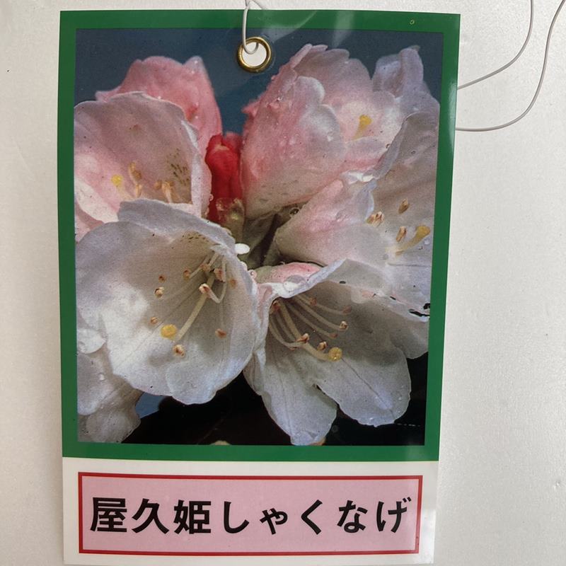 日本シャクナゲ 5号 屋久姫しゃくなげ｜花木02-D2 | 花木・庭木
