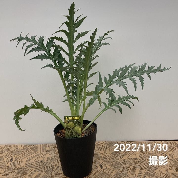 アーティーチョーク 6号｜草花10-TU | 草花,[珍しい草花・野菜苗