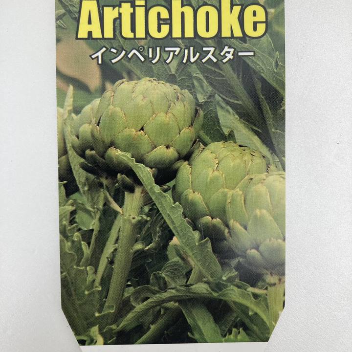 アーティーチョーク 6号｜草花10-TU | 草花,[珍しい草花・野菜苗