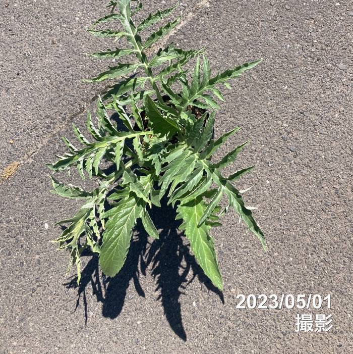 アーティーチョーク 6号｜草花10-TU | 草花,[珍しい草花・野菜苗