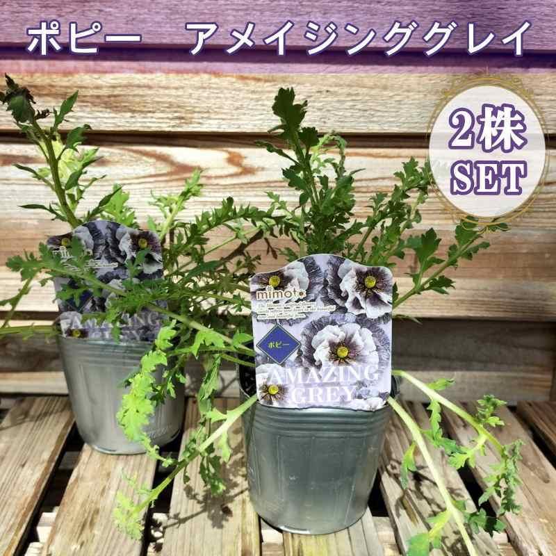 ポピー アメイジンググレイ 3号×2株セット｜鉢花04-PA | 草花 | 赤塚