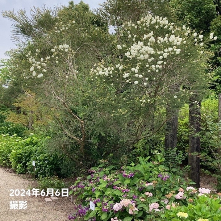 数量限定】メラレウカ メディカルティーツリー 8号 ※お届けに10日程度