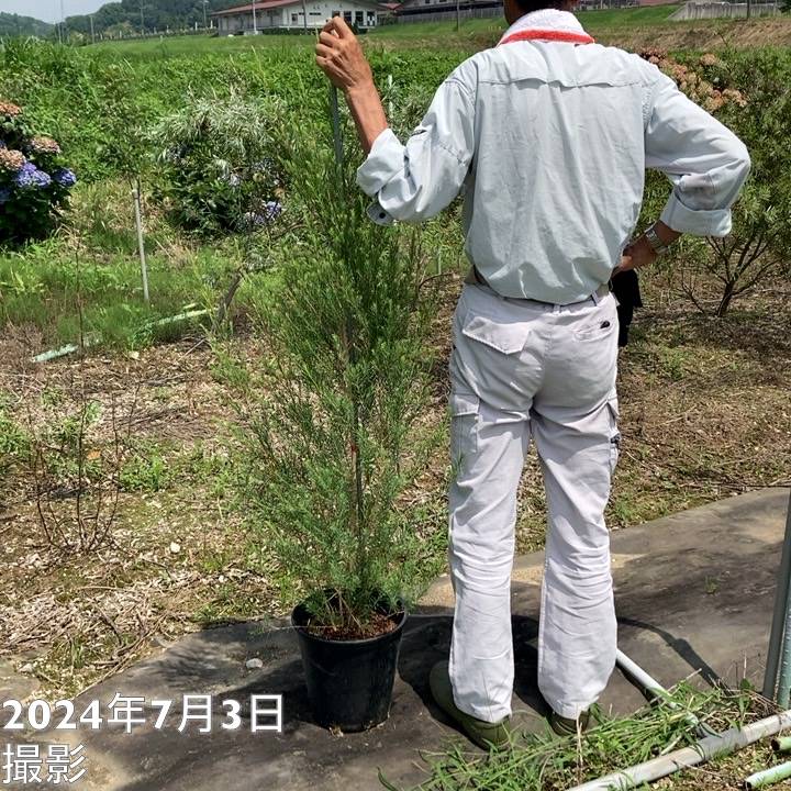 メディカルティーツリー　大型 メディカルティーツリー 大型