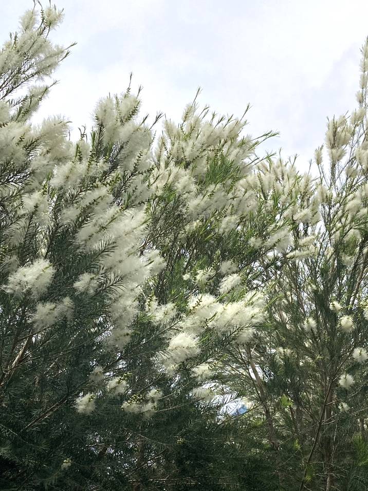 メディカルティーツリー　大型 楽天市場】150センチシンボルツリーにもできます2025年大きな