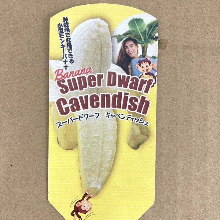 バナナ Amazon | BANANASEVEN バナナセブン メンズ シワ箔ゴールド