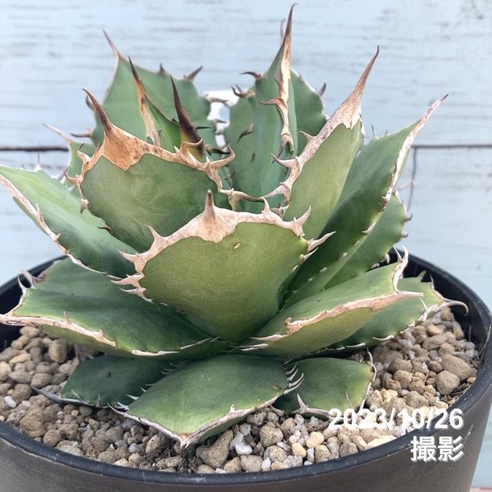 アガベ パリー 吉祥天 大株 地植え大丈夫です