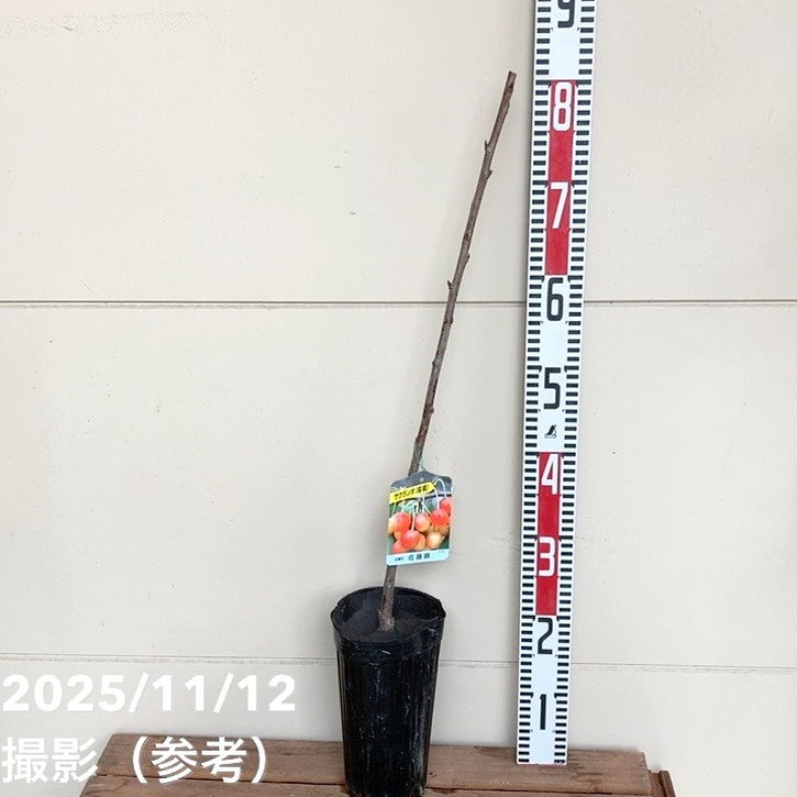 サクランボ 佐藤錦 4号ロングポット｜果樹04-PA | 果樹,サクランボ