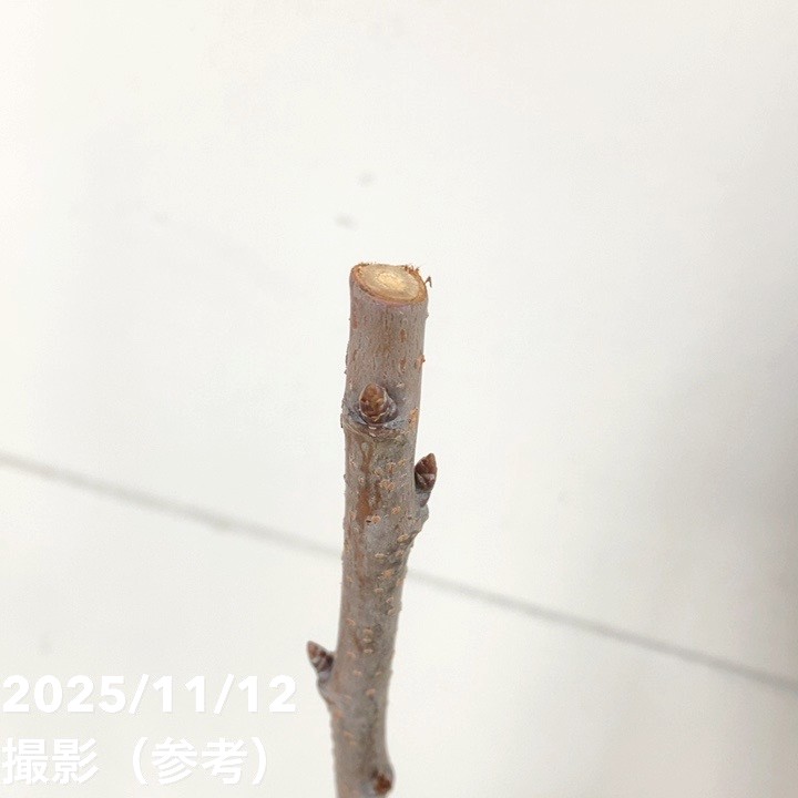 サクランボ 佐藤錦 4号ロングポット｜果樹04-PA | 果樹,サクランボ