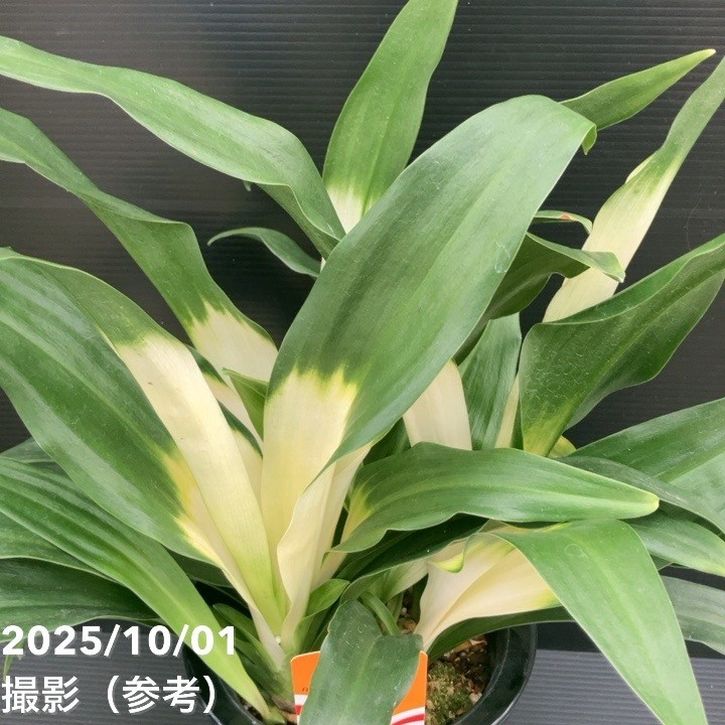 古典植物　万年青　『　二十一世紀にあけぼの芸　』　　5枚葉 曙柄 \u2013 おもとの豊明園（ほうめいえん）