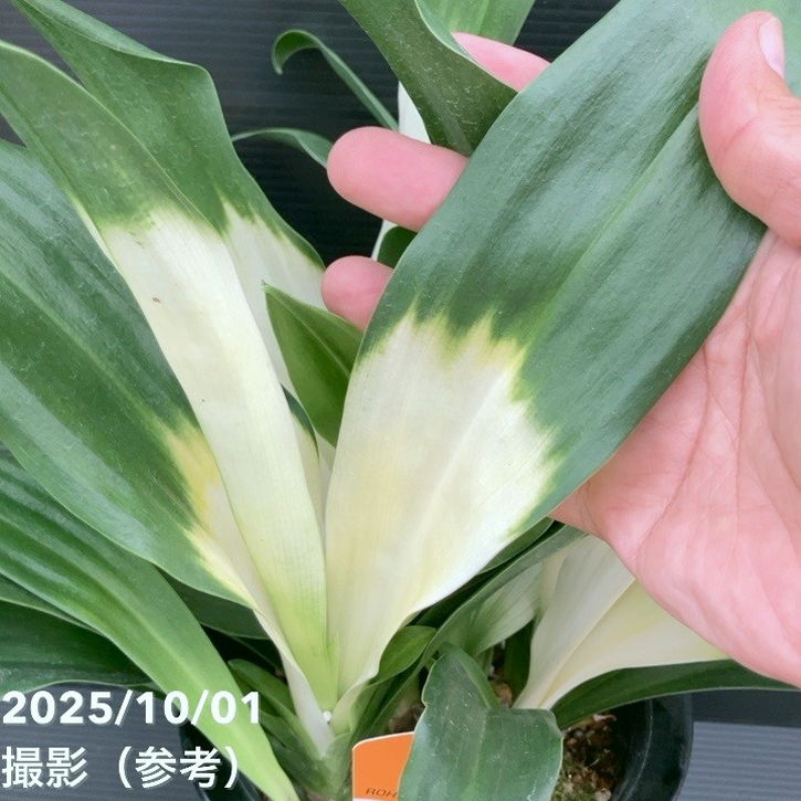 古典植物　万年青　『　二十一世紀にあけぼの芸　』　　5枚葉 曙柄 \u2013 おもとの豊明園（ほうめいえん）