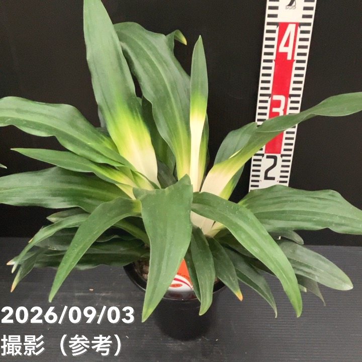 万年青（オモト）5.5号 あけぼのおもと 宗石｜観葉10-TU | 観葉・多肉
