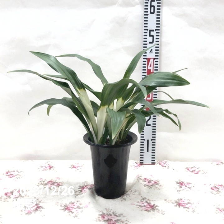 49 おもと オモト 万年青 ☆ 縞 実生（しま みしょう）親木・紺・白