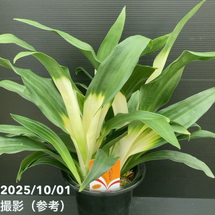 決算P5倍！10%OFF！8/2まで】万年青（オモト）5.5号 あけぼのおもと