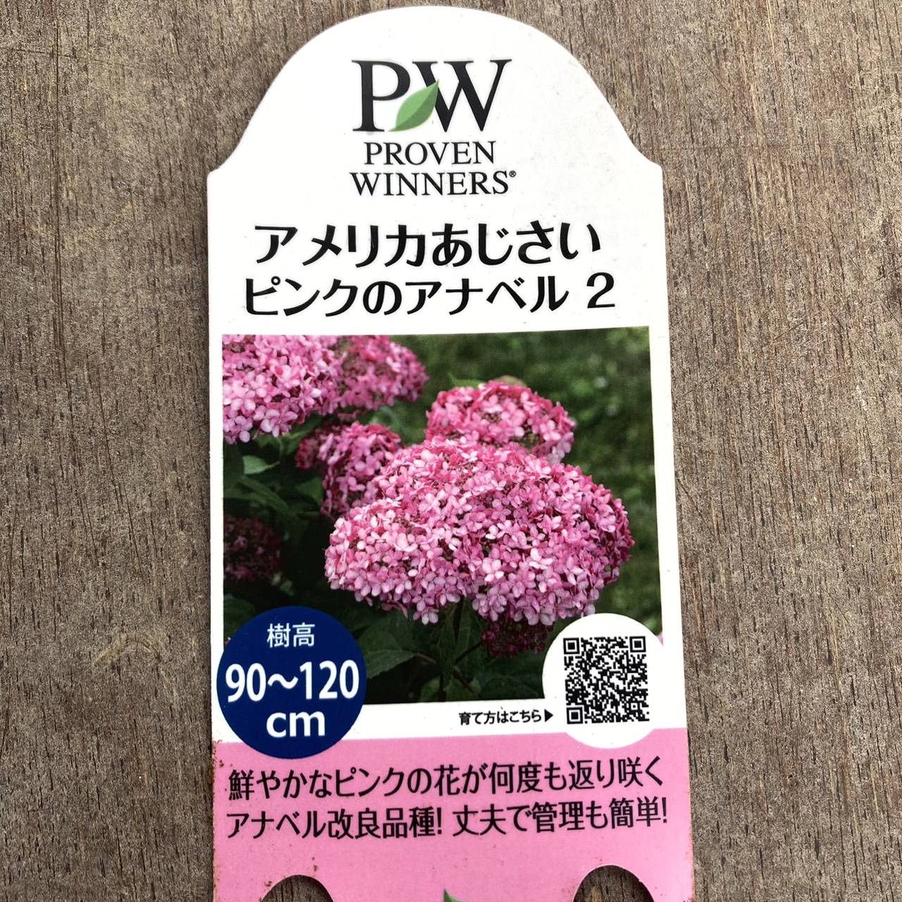 アメリカあじさい ピンクのアナベル2 6号 PVP｜花木04-PA | 花木