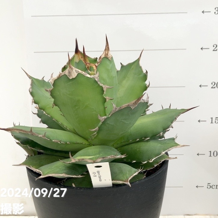 現品お届け】アガベ 5号 チタノタ FO76 フェリペオテロ Agave titanota
