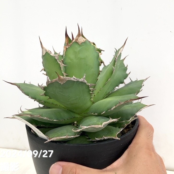 アガベオテロイ　実生　中株　バンド幅　agave titanota ブルー アガベオテロイ 実生 中株 バンド幅 agave titanota ブルー