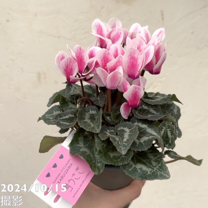 ガーデンシクラメン 雪うさぎ 3号×3株セット｜草花04-PA | 草花 | 赤塚