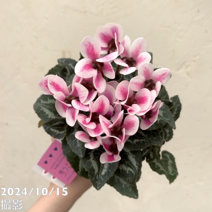 ガーデンシクラメン 雪うさぎ 3号×3株セット｜草花04-PA | 草花 | 赤塚