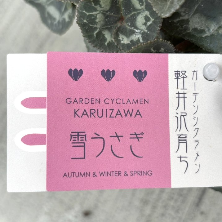 ガーデンシクラメン 雪うさぎ 3号×3株セット｜草花04-PA | 草花 | 赤塚