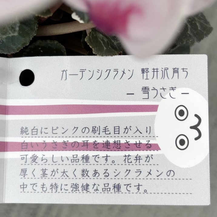ガーデンシクラメン 雪うさぎ 3号×3株セット｜草花04-PA | 草花 | 赤塚