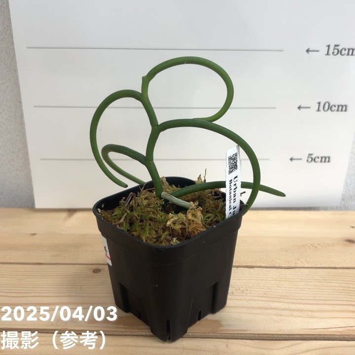 激レア⭐︎ パピリオナンセ オリンピックリング パピリオナンセ テレス