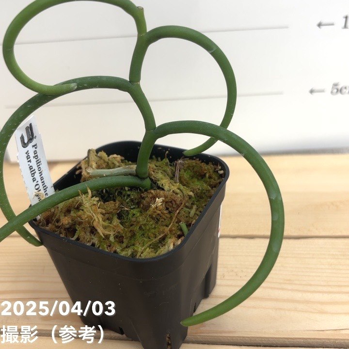 現品お届け】パピリオナンテ テレス バリエガータ オリンピック