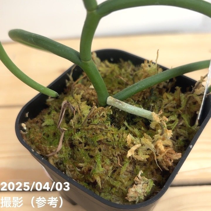 パピリオナンセ オリンピックリングス 着生蘭 12 パピリオナンセ