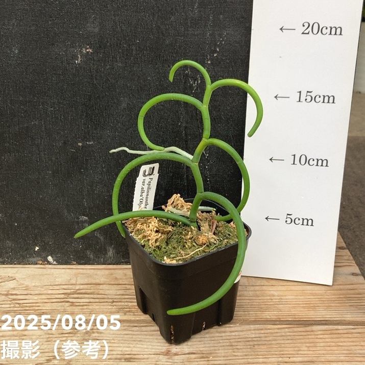 現品お届け】パピリオナンテ テレス バリエガータ オリンピック