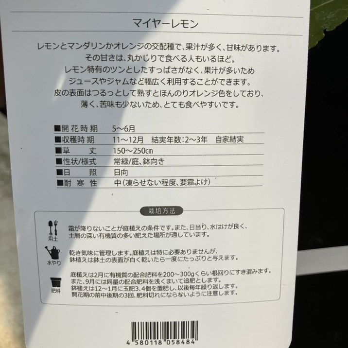 レモン マイヤーレモン 4号ポット 1年生苗｜柑橘｜果樹04-PA | 果樹