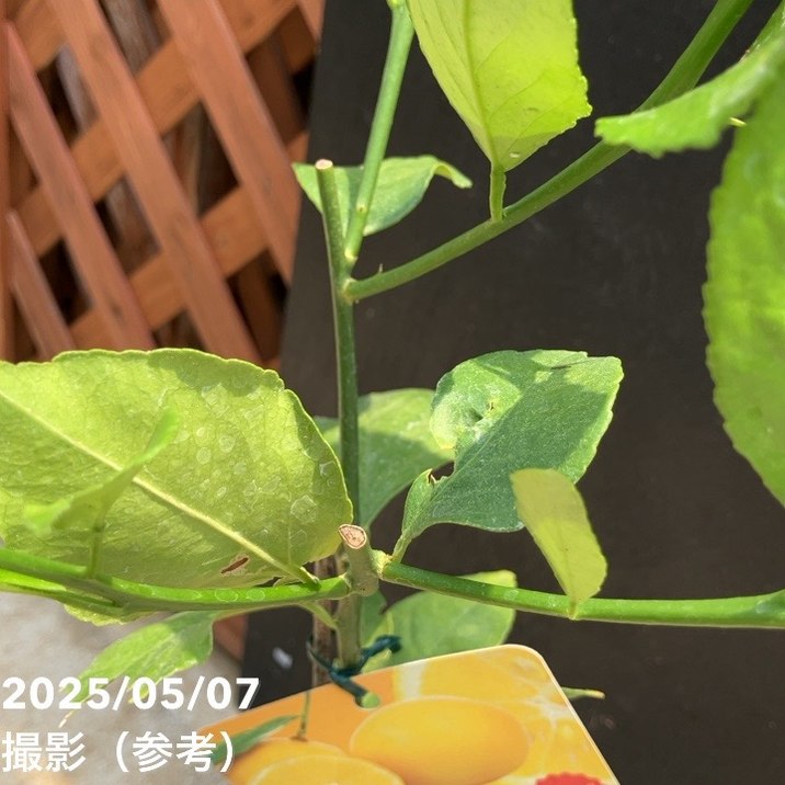 マイヤーレモン　4年生 苗木 花芽きてます♬.*゜ マイヤーレモン】 4年生接木苗 大苗 レモン ※納期指定:発送予定