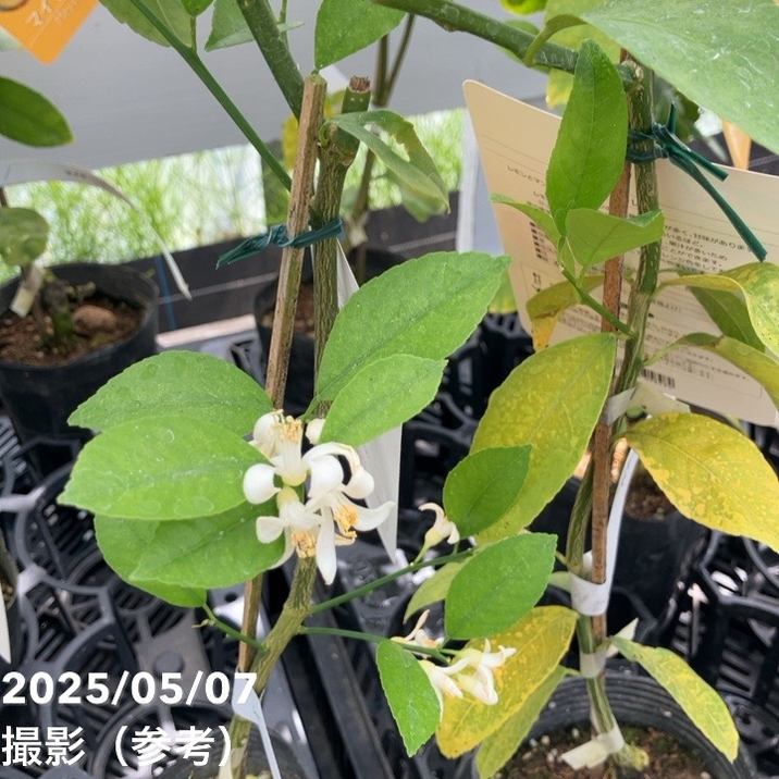 レモン マイヤーレモン 4号ポット 1年生苗｜柑橘｜果樹04-PA