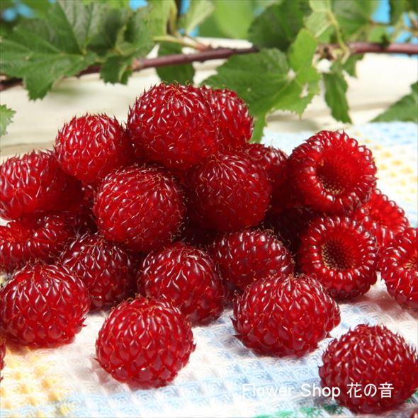 ウルトララズベリー 超大王（レッドドリーム）5号｜果樹04-PA | 果樹